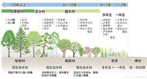 陽樹 陰樹 一覧|雑木林の遊歩道～植生【陽樹とは？陰樹とは？】